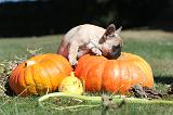 BOULEDOGUE FRANCAIS 134